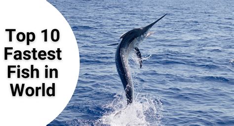 fastest fish in the sea|Top 10 Fastest Fish in the Ocean .
